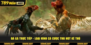 Đá gà trực tiếp